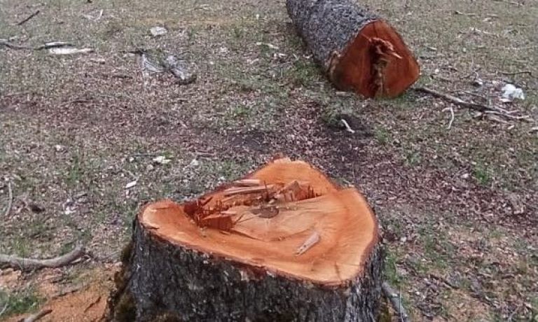 Parques secuestró rollizos cortados clandestinamente