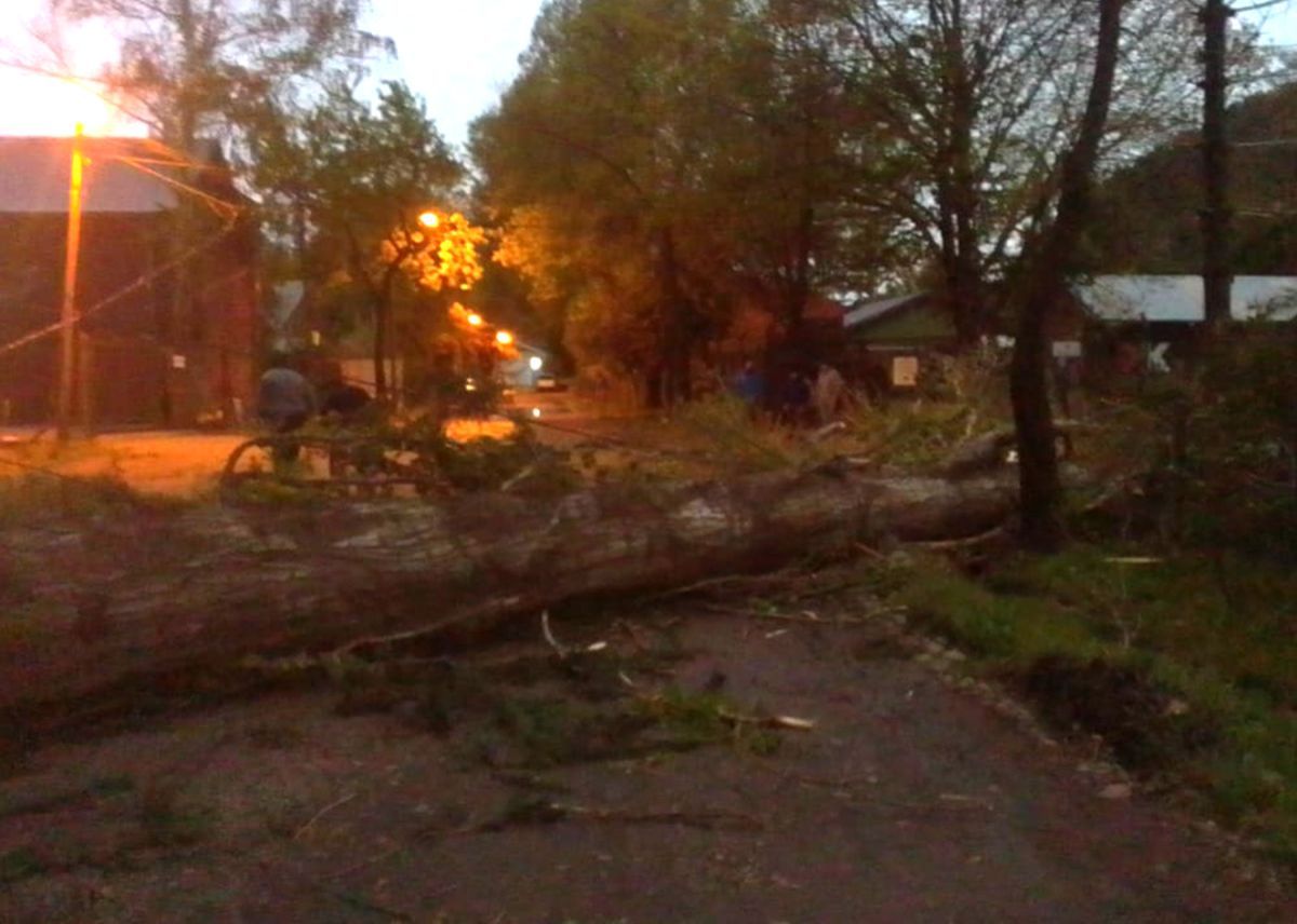 Se cayó un álamo por el temporal y cortó la luz en parte del barrio