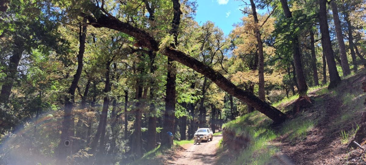 Retiraron un árbol con riesgo de caída en Quila Quina
