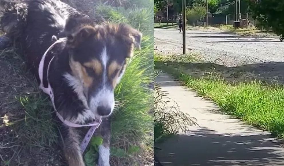 Horror en Junín: un hombre en estado de ebriedad mató a piedrazos a una perrita a plena luz del día