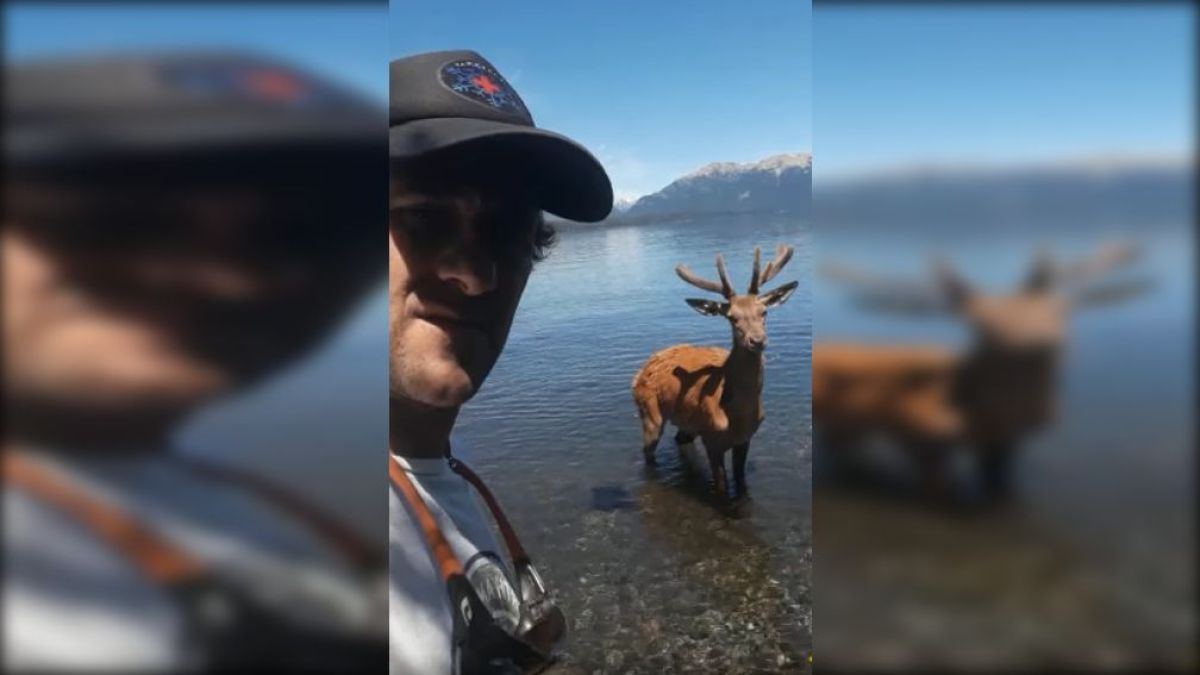 VIDEO: Se encontró cara a cara con un ciervo que cruzó nadando el lago