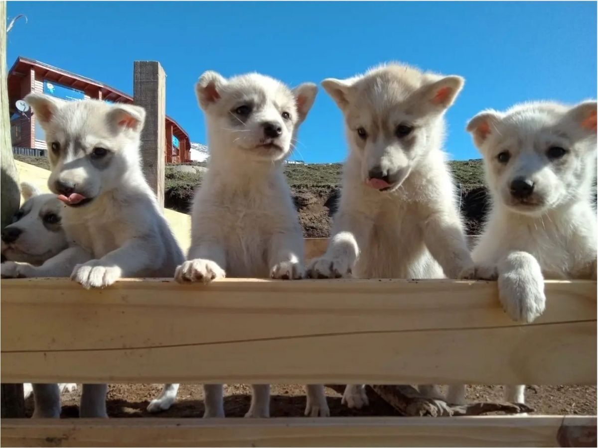 "Husky Park", la novedad de Chapelco Verano 2023 para conocer a fondo el mundo Husky