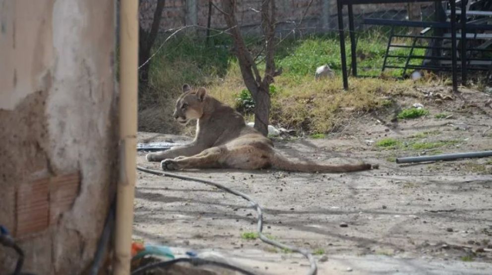 Apareció un puma en el norte neuquino y un guardaparque llegó a filmarlo