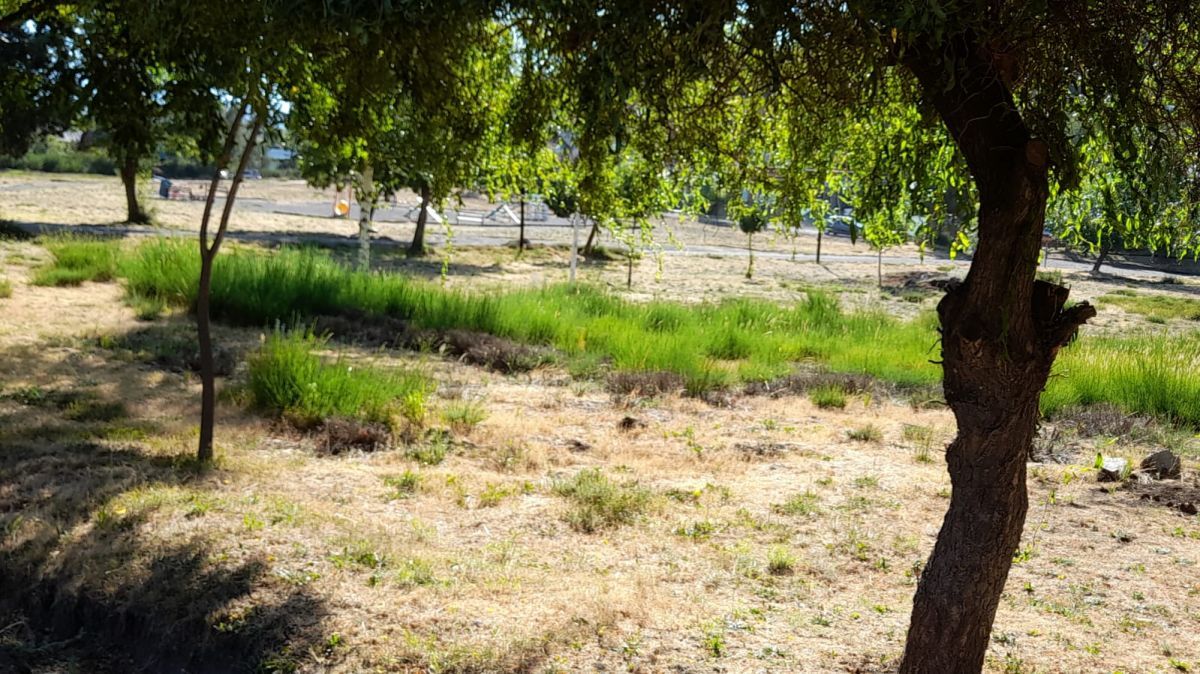 Vecinos de Alihuen Bajo denuncian falta de mantenimiento de los espacios públicos del barrio 