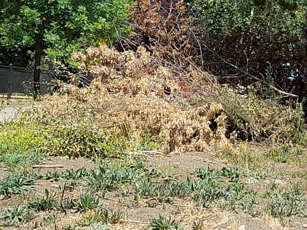 Vecinos de Alihuen Bajo denuncian falta de mantenimiento de los espacios públicos del barrio 