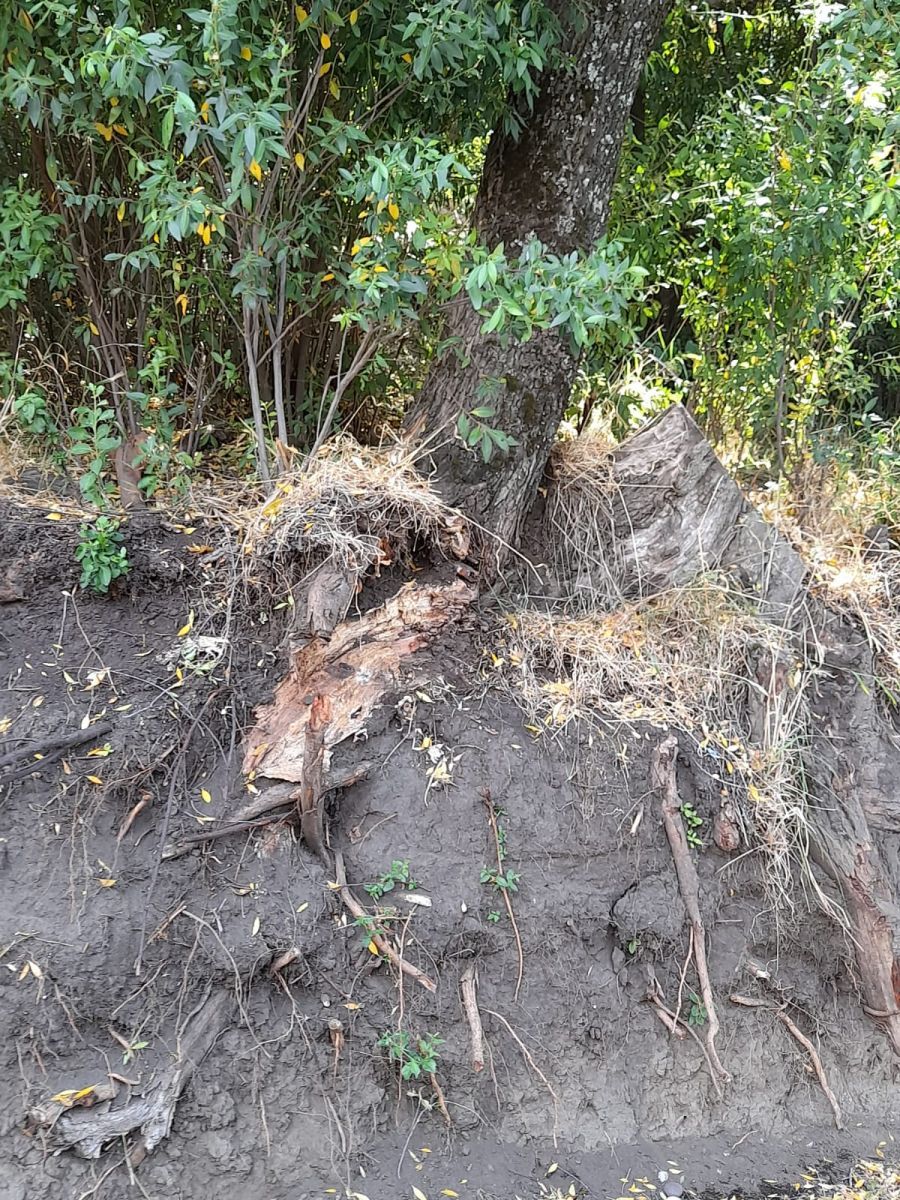 Vecinos de Alihuen Bajo denuncian falta de mantenimiento de los espacios públicos del barrio 