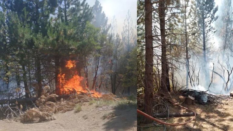 VIDEO: Un incendio forestal consumió más de dos hectáreas