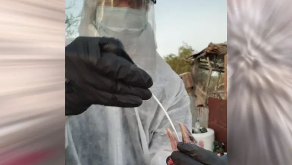 Sacrificarán más de 9 mil pollos y gallinas por un nuevo caso de gripe aviar