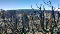 Dos narcos iniciaron uno de los focos de incendio en Quillén