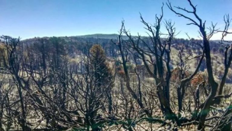 Dos narcos iniciaron uno de los focos de incendio en Quillén