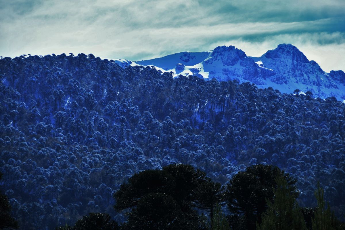 Cuáles son las características y beneficios del bosque de Araucaria