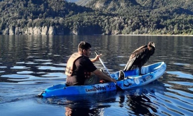 Rescatan a un cóndor que se había caído al agua