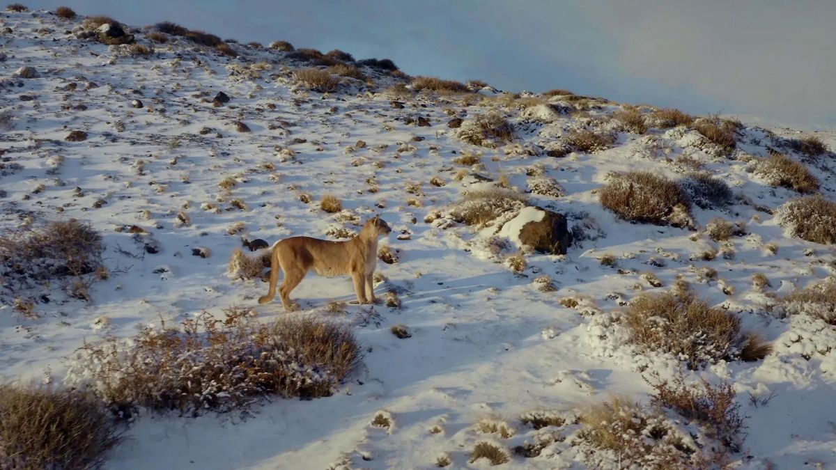 Nat Geo estrenó una serie que trata el conflicto entre productores patagónicos y el puma